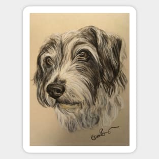 Scruffy grey and white dog Sticker